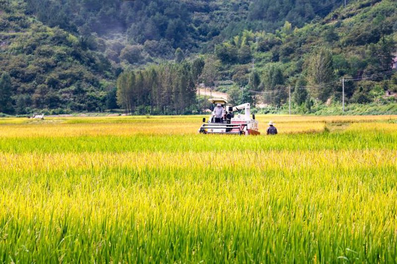 合肥农业：如何有效提高本地农作物种植效率