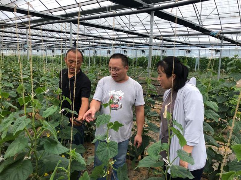 农业技术误区：警惕陷阱