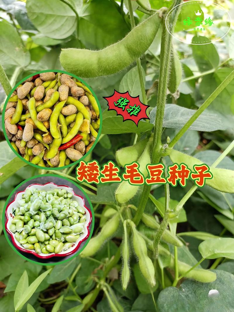 农作物种子