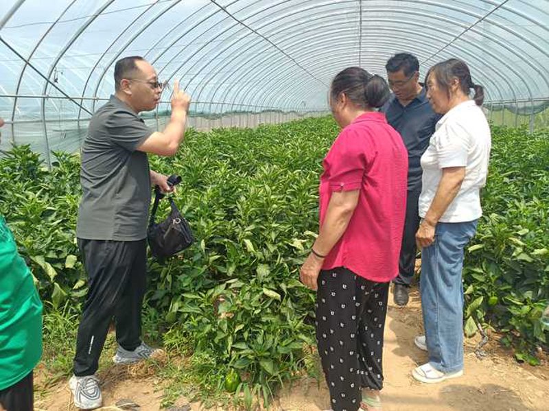 粮食种植：从传统到现代的转变
