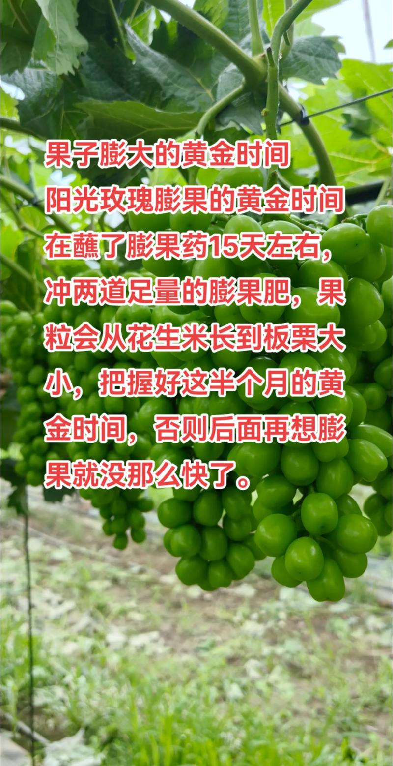 农业技术推广选购指南：农民朋友的黄金宝典